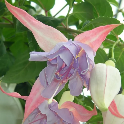 Fuchsia - Le pot de 27 cm