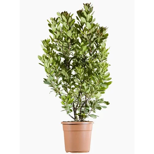 Arbousier (Arbutus Unedo). Le pot de 9 litres