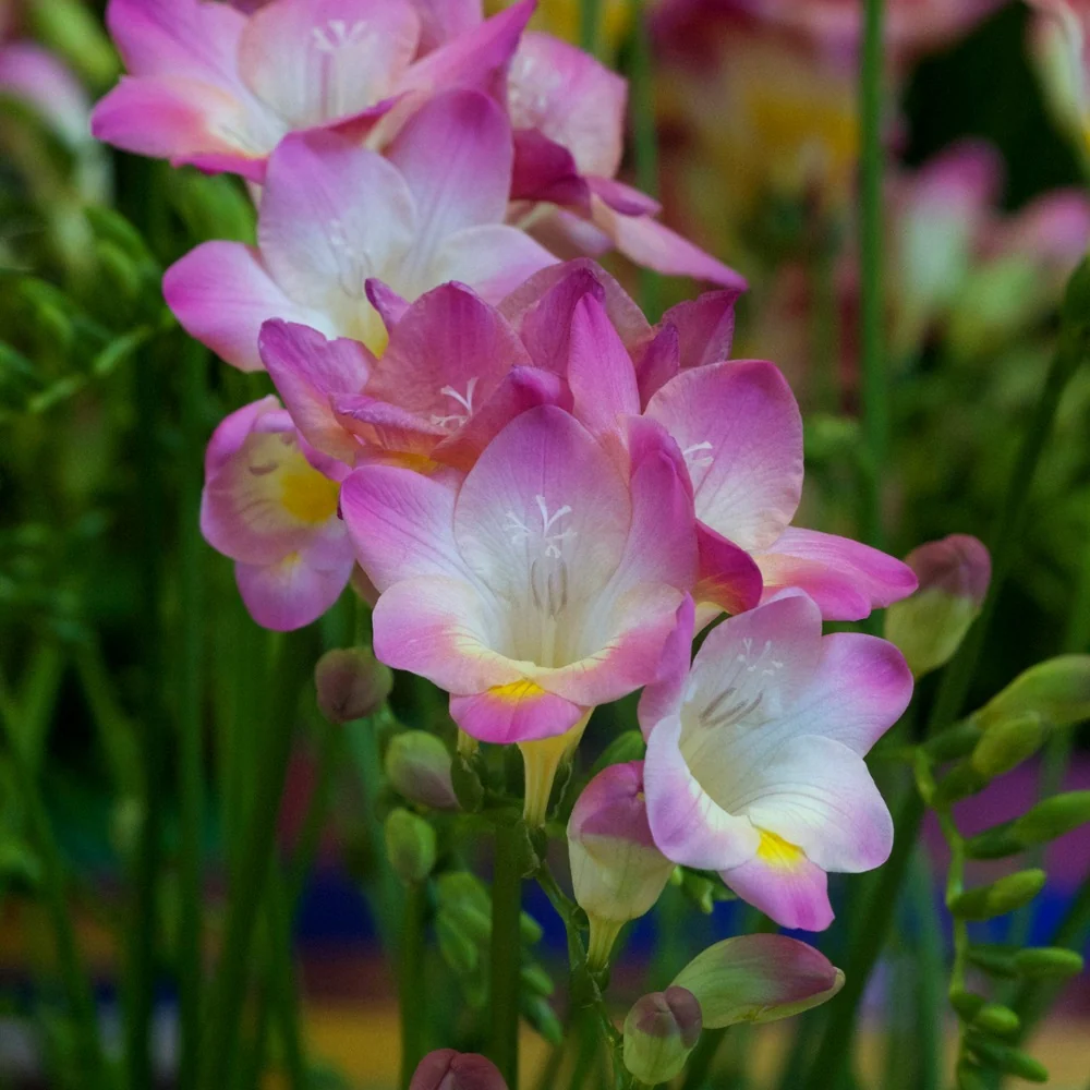 15 Freesia simple rose Freesia 'pink'