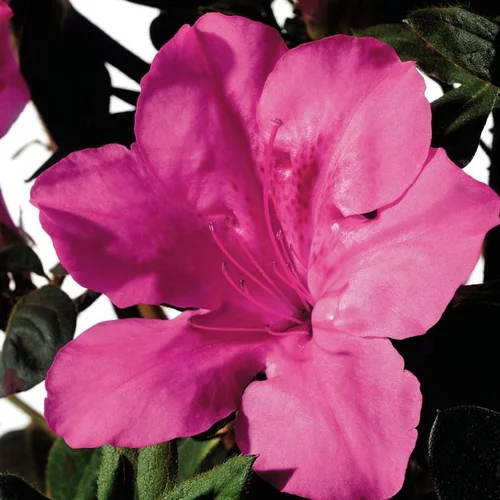 Azalée (Azalea) Encore rose. Le pot de 8 litres