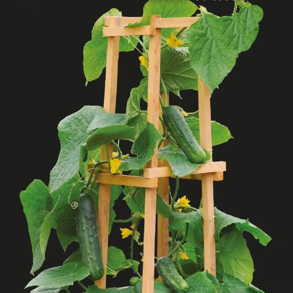 Concombre pour pot Patio Snacker F1 Cucumis sativus patio snacker f1