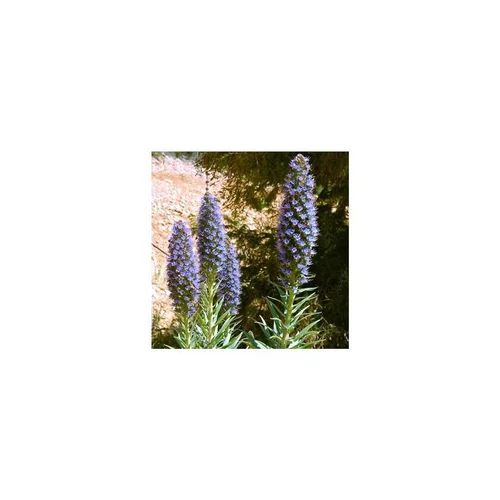Echium Candicans - Le pot de 3 litres