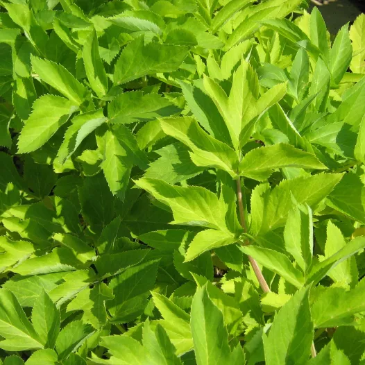 Graines de livèche bio | Graines aromatiques