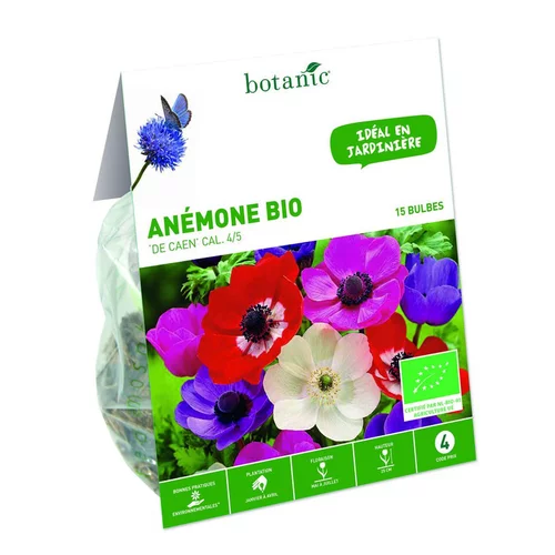 Anémone de Caen bio botanic® - 15 bulbes