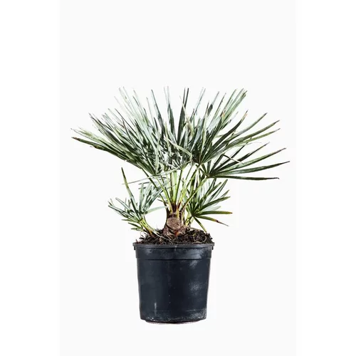 Chamaerops Cerifera en pot de 2 L Vert