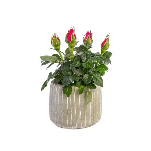 Rosier baby avec cache-pot Ø 6 cm