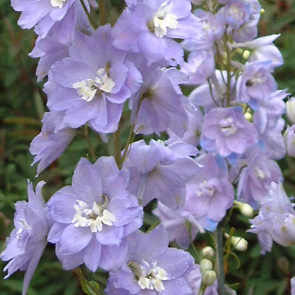 6 x Pied d'Alouette belladone 'Camelliard' – Delphinium 'Camelliard', godet 9cm x 9cm