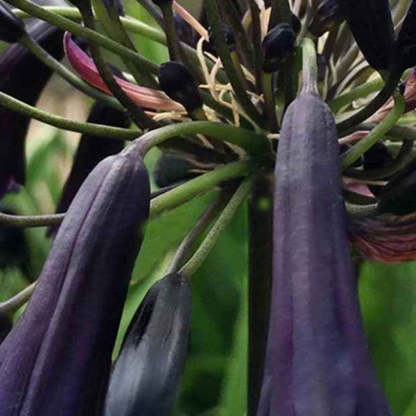 Agapanthe Black Magic Agapanthus black magic