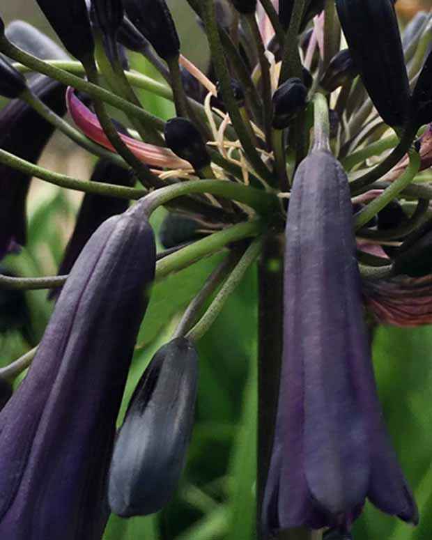 Agapanthe Black Magic Agapanthus black magic