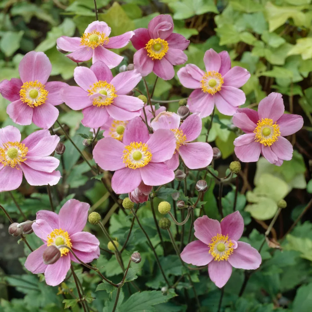Anémone japonaise September Charm Anemone hupehensis September Charm
