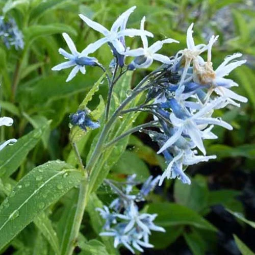 Étoile bleue Amsonia tabernaemontana