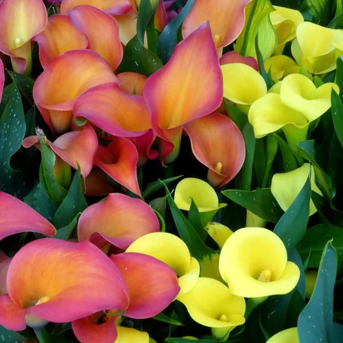 Arum à fleurs colorées - Le pot de 2 litres