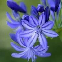 Agapanthe Blue Storm bleue en pot de 10 L