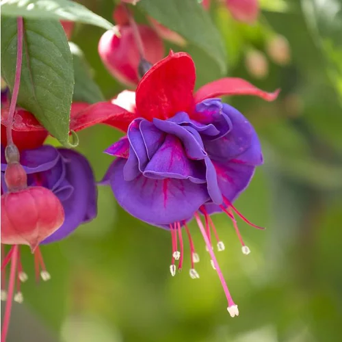 Fuchsia à fleurs multicolores - Le pot de 4,5 litres