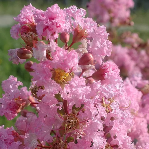 LAGERSTROEMIA INDICA CHARMS ® ROSE THE.Le pot de 3L