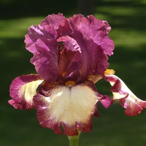 Iris des jardins I've Got Rhythm - Le pot de 1 litre