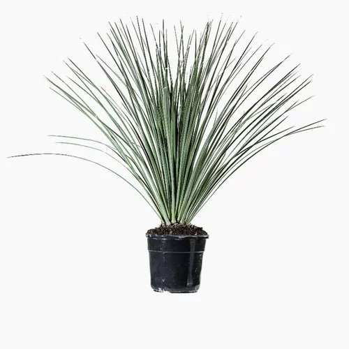 Dasylirion Serratifolium en pot de 5 L vert