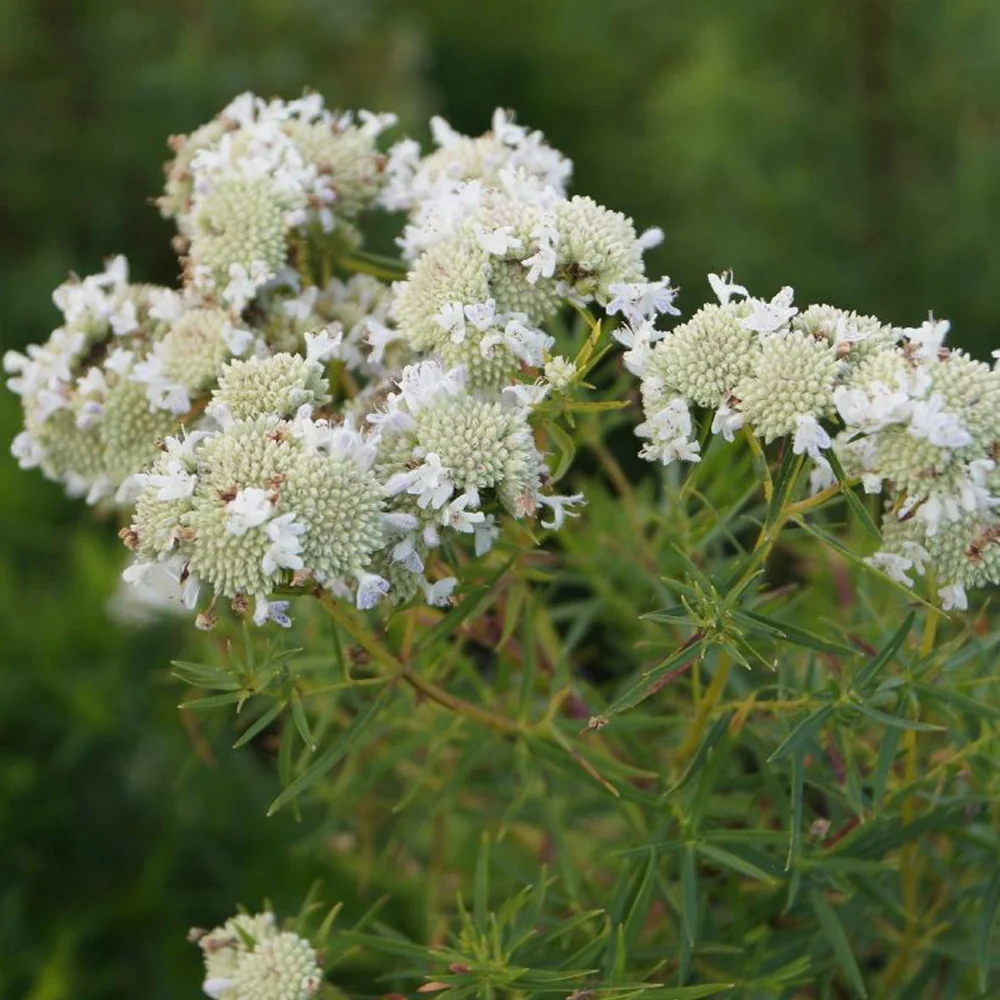 Menthe des montagnes Pycnanthemum flexuosum