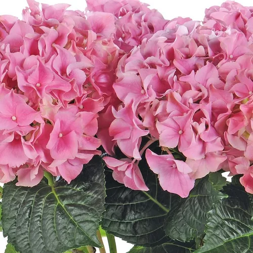 Hortensia - Le pot de 5 litres