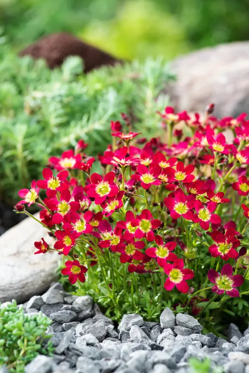 Saxifrage-Mousse TOURAN® RED - Le pot de 2 litres