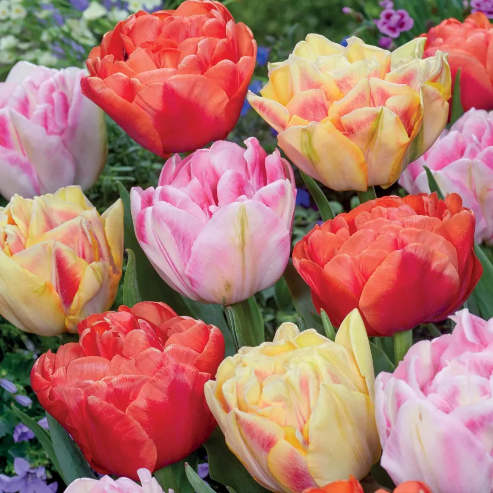 Collection de 12 Tulipes à fleurs de pivoine en mélange Tulipa 'Foxtrot', 'Foxy Foxtrot', 'Red Foxtrot'