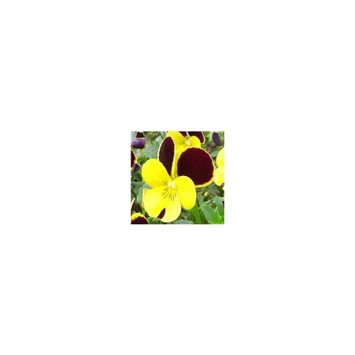 Viola Cornuta - La barquette de 10 plants