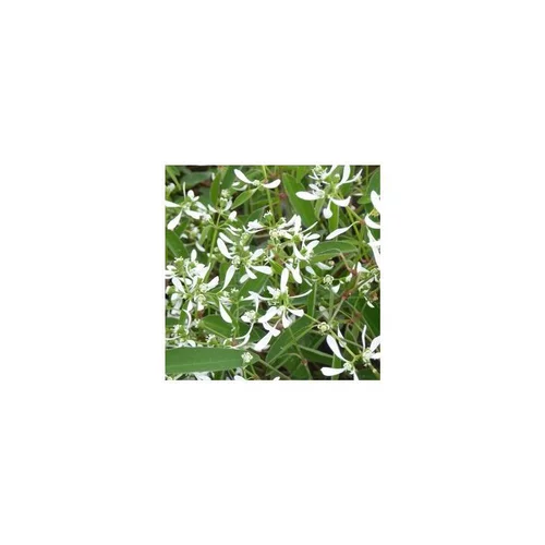 Euphorbe Diamond Frost - Le pot de 2 litres