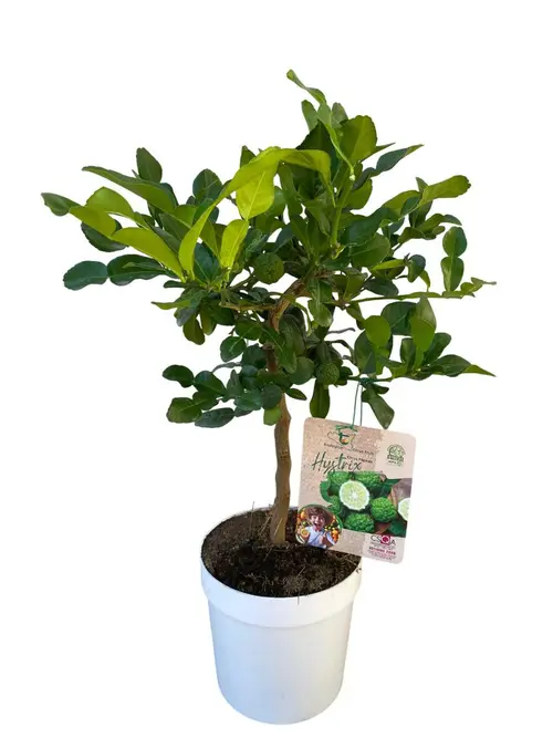 Combava coloris vert - 5 L
