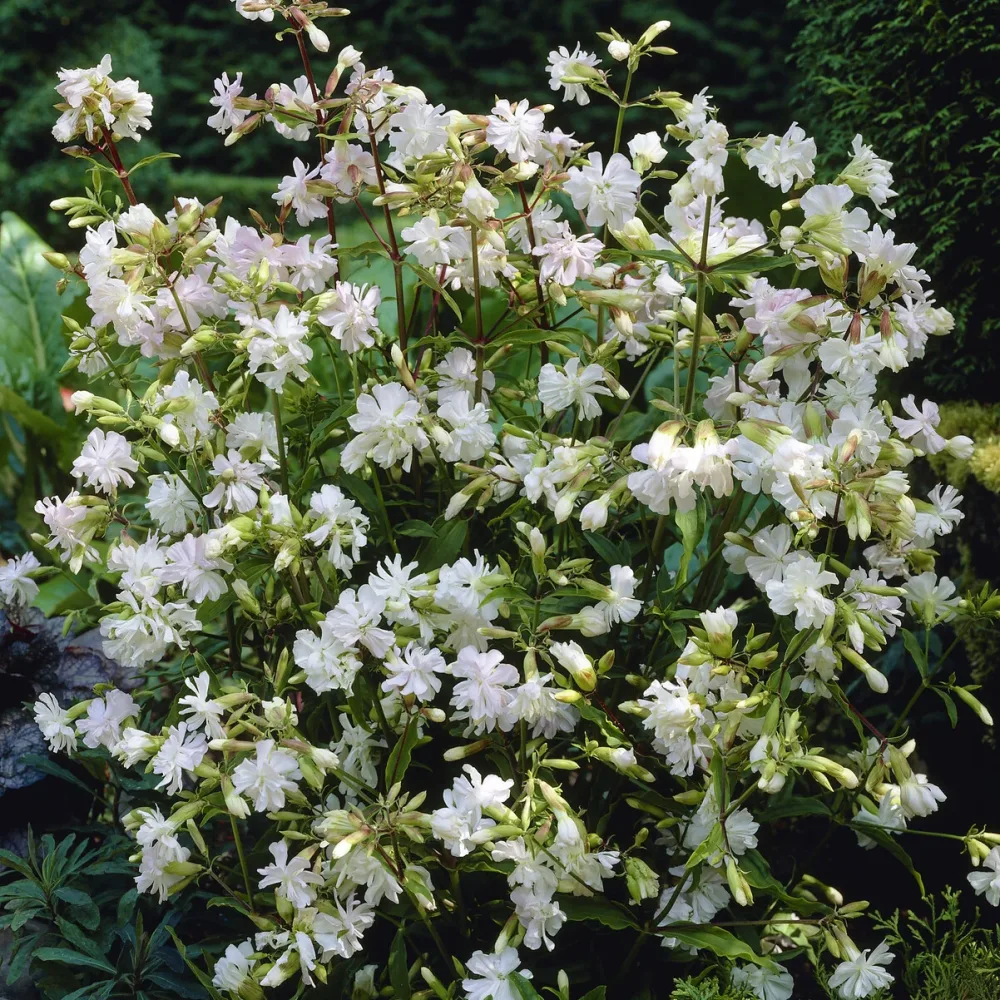 Saponaire officinale blanche Saponaria officinalis Alba Plena