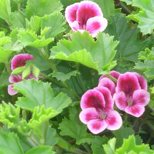 Pelargonium à petites fleurs - La coupe de 25 cm