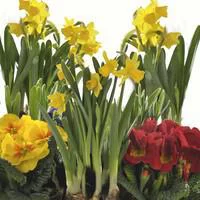 Composition narcisses et primevères - La coupe
