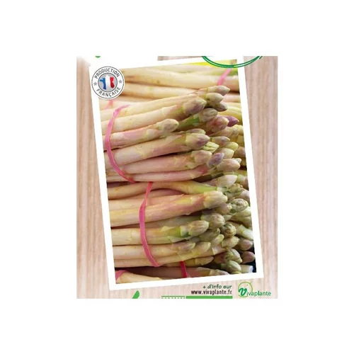 Asperge Super Argenteuil Bio. Le filet de 12 griffes