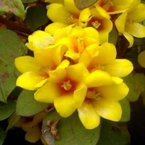 Lysimachia - La suspension