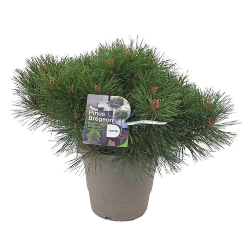 Pin Nigra Brepo - pot 10 L