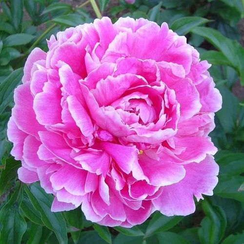 Paeonia Alice Crousse - Le pot de 2 litres