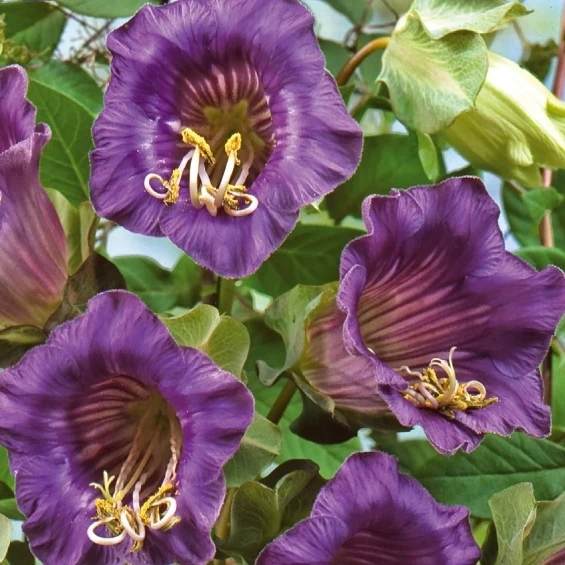 Cobée grimpante Violet Blue Bells Cobaea scandens