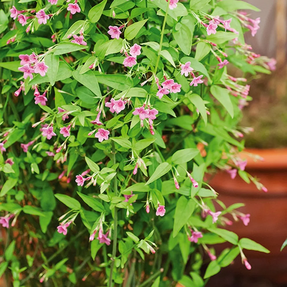 Jasmin rose Jasminum beesianum