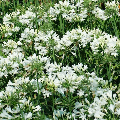 Agapanthe Bingo White blanche en pot de 2 litres