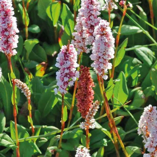 Polygonum Affine - Le pot de 9 x 9 cm