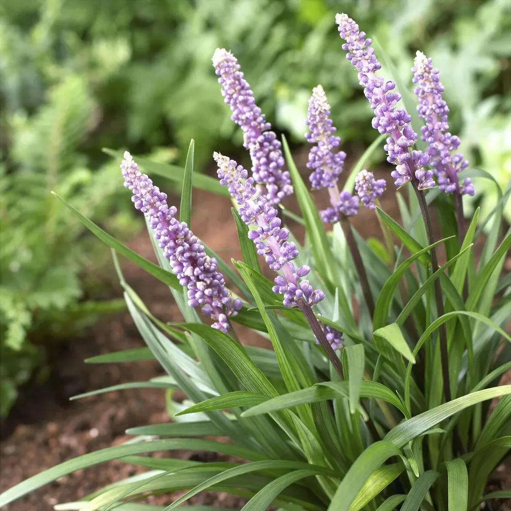 Liriope muscari Ingwersen Liriope muscari Ingwersen