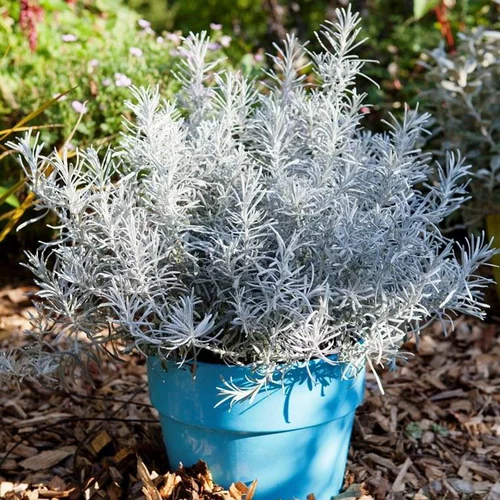 Helichrysum Angustifolia Korna en pot de 4 L