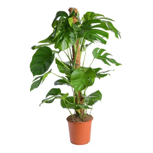 Philodendron pertusum en pot Ø 24 cm