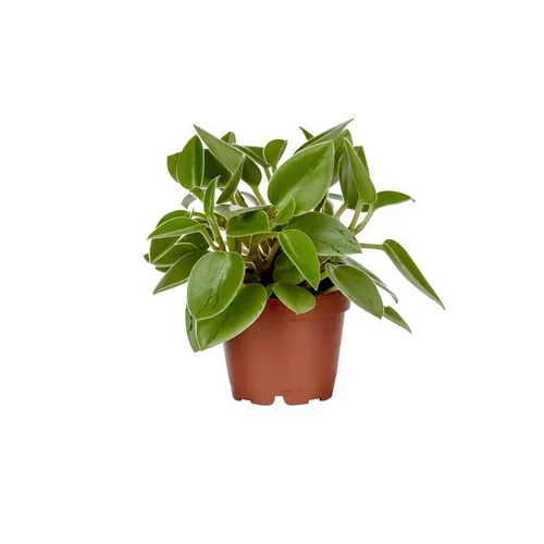 Peperomia Pixie – Pot de Ø12 cm