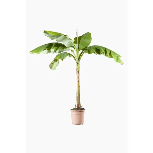 Bananier (Musa Banjoo). Le pot de 5 litres