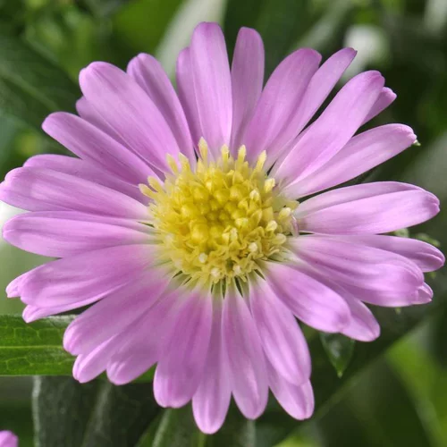 Aster Varié - Le pot de 7,5 litres