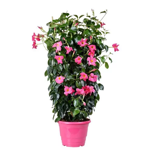 Dipladénia palissé - Le pot de 5 litres