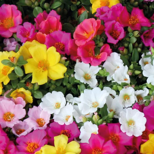 Pourpier a fleurs simples - La barquette de 4 plants