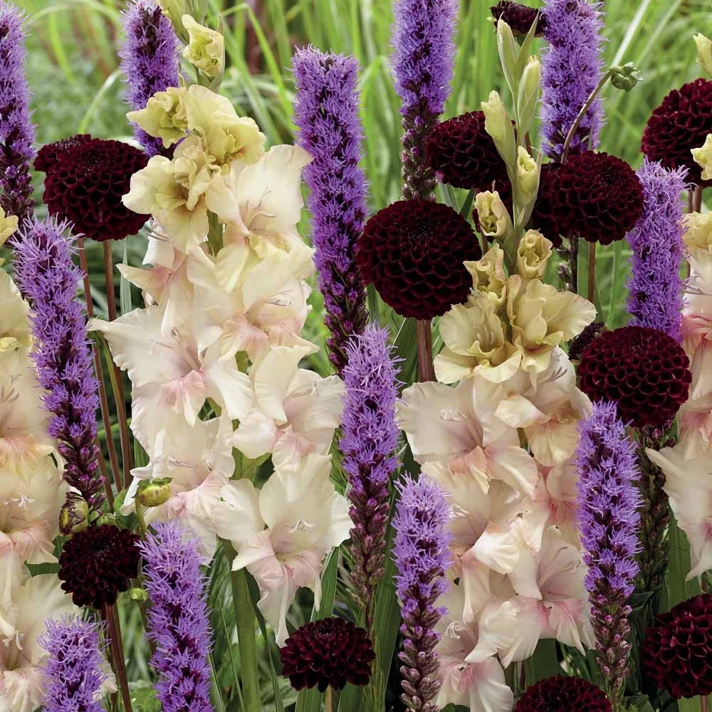 17 Bulbes pour massif estival en mélange Dahlia, Liatris, Gladiolus