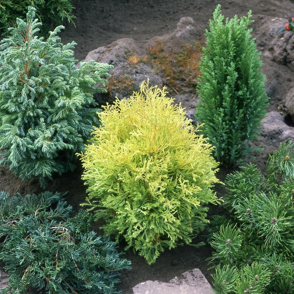 Collection de 5 conifères persistants Chamaecyparis Boulevard, Ellwoodii, Thuja Rheingold, Pinus Mugo, Juniperus Wiltonii