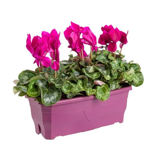 Cyclamen Mini à fleurs multicolores - La jardinière Ø 25 cm